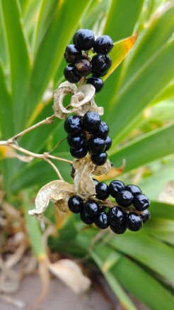 blackberry lily seed pod